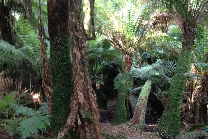 Unique, Fun, Personalised One-on-one Tours & Activities of Melbourne & Surrounds - Pricing and Value