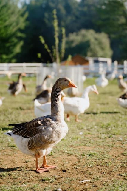 Unique Gourmet Tour Visiting Quebec Farms Near Montreal - Itinerary Highlights