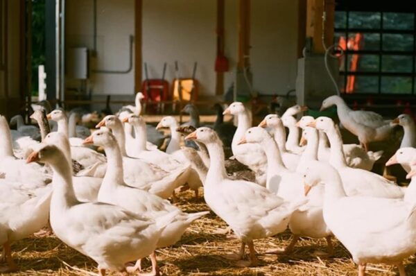 Unique Gourmet Tour Visiting Quebec Farms Near Montreal - Le Chou Et La Fleur