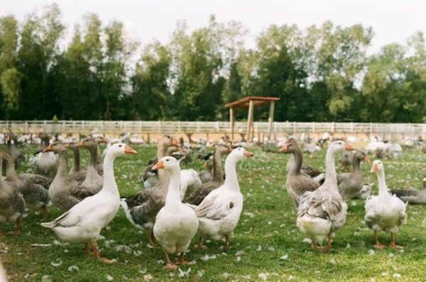Unique Gourmet Tour Visiting Quebec Farms Near Montreal - Frequently Asked Questions