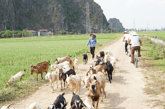 Unique Hoa Lu - Trang An - Private 1 Day Tour - Entrance Fees and Lunch