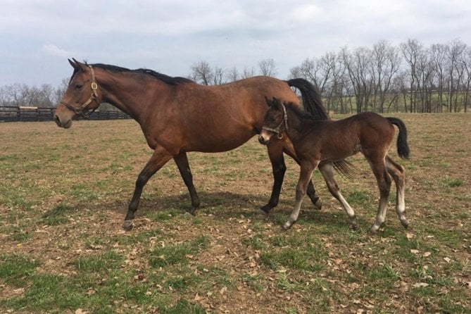 Unique Horse Farm Tours With Insider Access to Private Farms - Personal Interaction With Majestic Horses