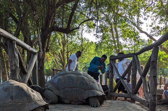 Unique Private Stone Town Tour & Prison Island Tour in Zanzibar - Additional Information
