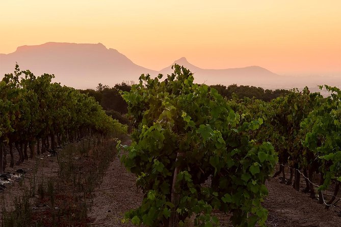 Unique Stellenbosch Winelands Tour With Optional 4x4 Wine Drive - Reviews