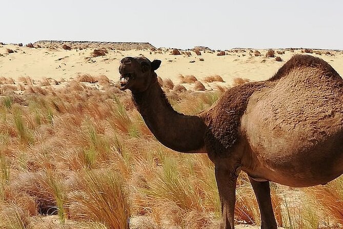 Unique Trip to the White and Black Desert (2 Days 1 Night) Cairo - Cancellation Policy