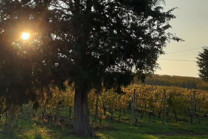 Unique Wine Tasting at the Winery of the Marchesi Incisa Della Rocchetta - Reviews