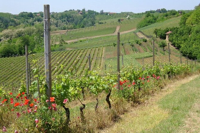 Unique Wine Tasting at the Winery of the Marchesi Incisa Della Rocchetta - Guest Feedback
