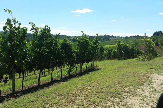 Unique Wine Tasting at the Winery of the Marchesi Incisa Della Rocchetta - Winery Highlights