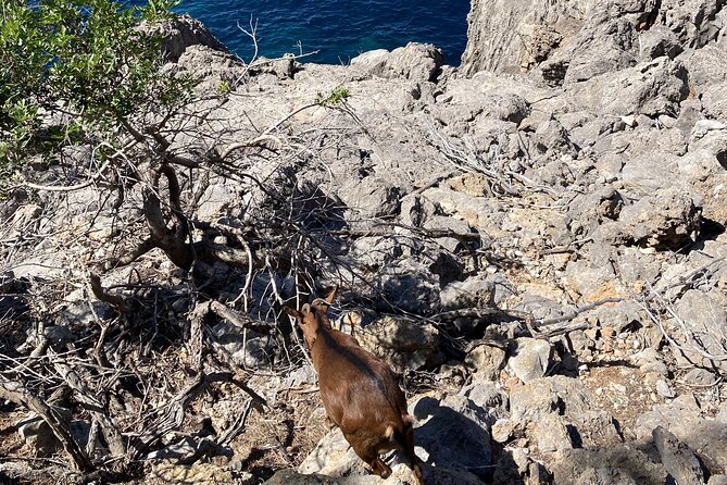 Unmissable Sceneries of Mallorca by Private SUV Tour - Stunning Coastal Views