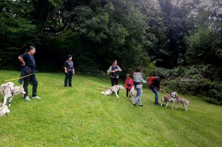 Unterallgäu: Wiedergeltingen Guided Hike With Huskies - Activity Details
