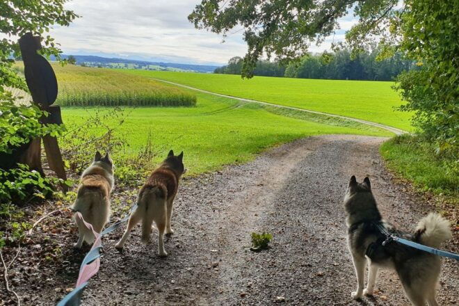 Unterallgäu: Wiedergeltingen Guided Hike With Huskies - Reviews