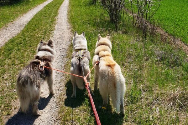 Unterallgäu: Wiedergeltingen Guided Hike With Huskies - Free Cancellation