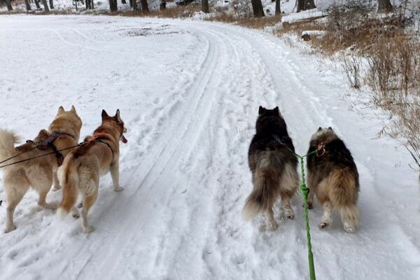 Unterallgäu: Wiedergeltingen Guided Hike With Huskies - Common Questions