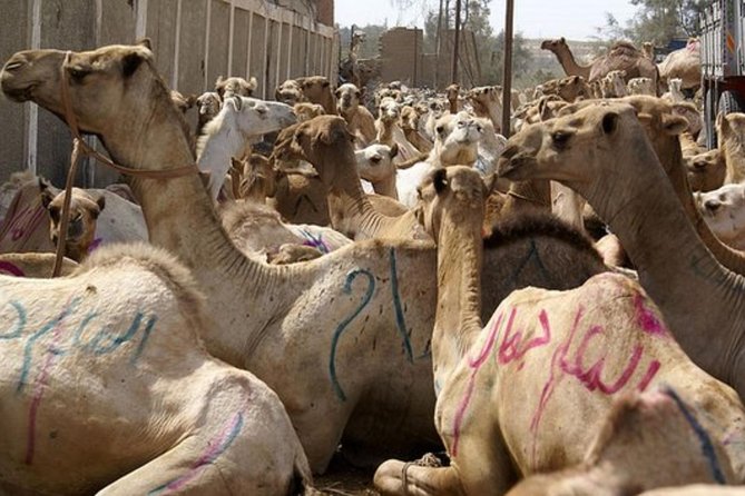 Unusual Tour To The Camel Market Of Birqash - Good To Know