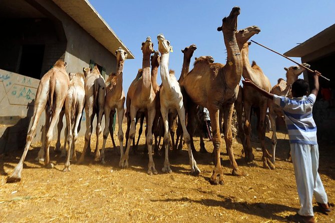 Unusual Tour To The Camel Market Of Birqash - Meeting and Pickup Details