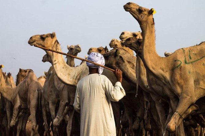 Unusual Tour To The Camel Market Of Birqash - Pricing and Reservations