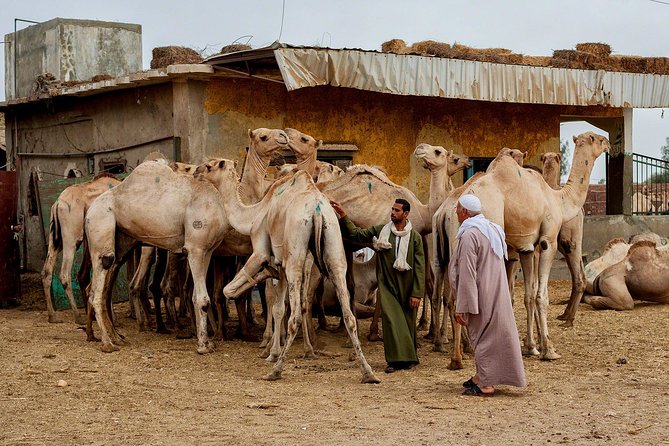 Unusual Tour To The Camel Market Of Birqash - Tips for a Memorable Experience