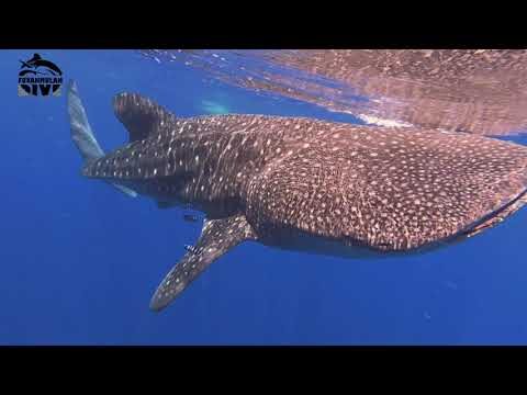 Unveiling Fuvahmulahs Secrets: Full-Day Dive Trip with PADI Center - 10:00 at Tiger Zoo
