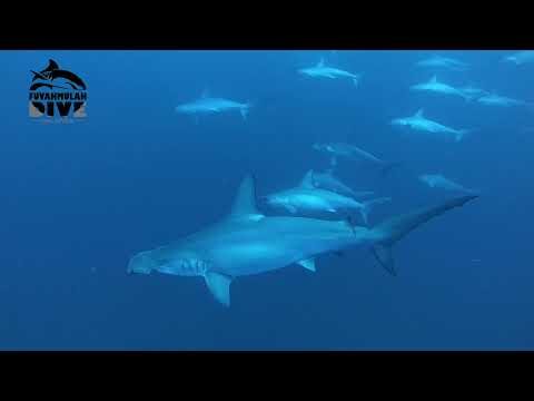 Unveiling Fuvahmulahs Secrets: Full-Day Dive Trip with PADI Center - 14:00 at Thoondu, a change from sharks to reef life