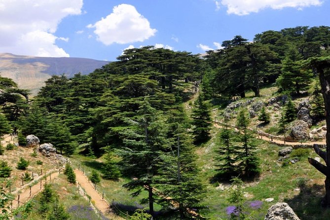 Unveiling the Charms of Chouf Cedars, Baalbek Temples & Ksara - Frequently Asked Questions