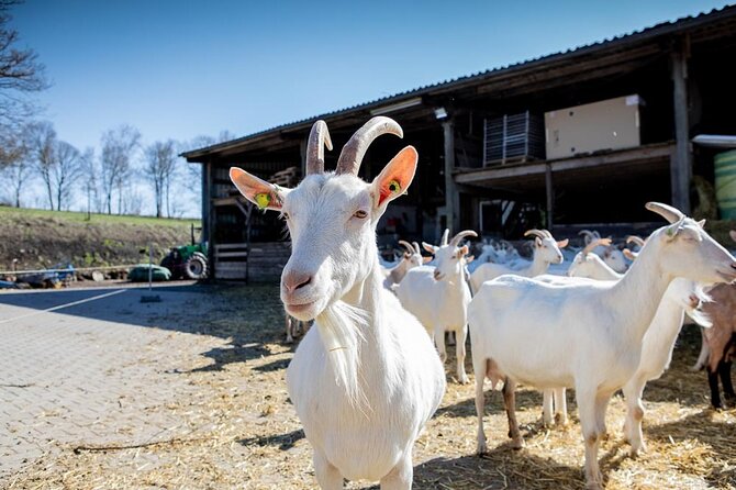 Up Close From Goat to Cheese at the Vulkanhof in Gillenfeld - From Farm to Table: The Cheese-Making Process