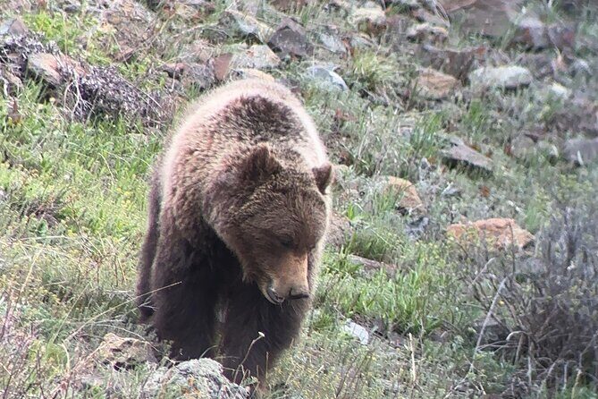Upper Loop Lamar Wildlife Safari from Gardiner PRIVATE Lunch - Discover Yellowstone’s Wild Side with the Lamar Wildlife Safari