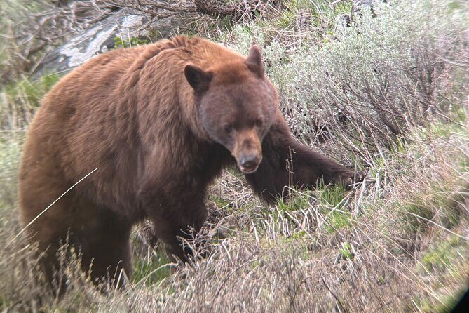 Upper Loop Lamar Wildlife Safari from Gardiner PRIVATE Lunch - The Value of Expert Guidance and Equipment
