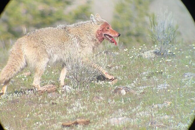 Upper Loop Lamar Wildlife Safari from Gardiner PRIVATE Lunch - FAQs