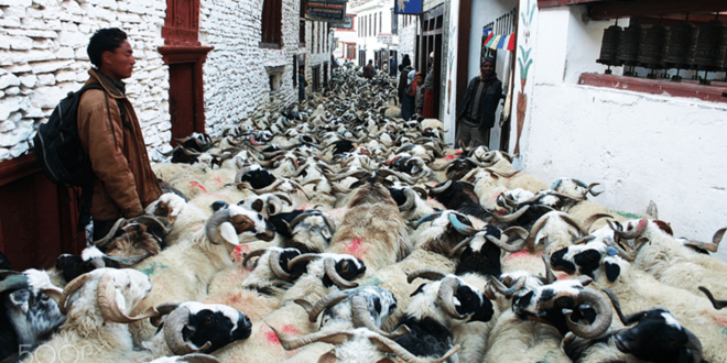 Upper Mustang Jeep Tour - Transportation and Logistics
