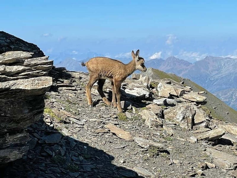 Upper Susa Valley: Guided sports trekking among alpine peaks and history - FAQ