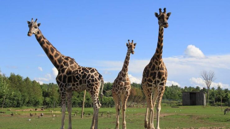 Urban Escape: Montreal Park Safari - Good To Know