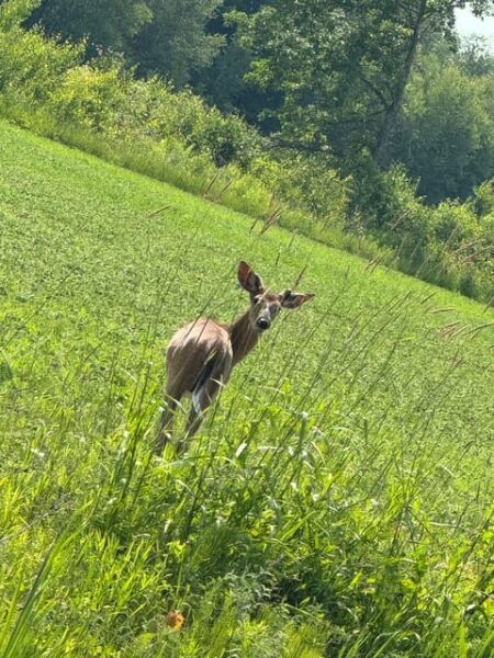 Urban Escape: Montreal Park Safari - Exploring Montreals Natural Beauty