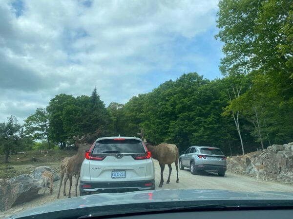 Urban Escape: Montreal Park Safari - Preparing for the Safari Adventure