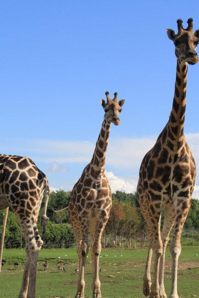 Urban Escape: Montreal Park Safari - Frequently Asked Questions