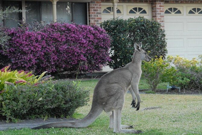 Urban Kangaroos - Types of Urban Kangaroos