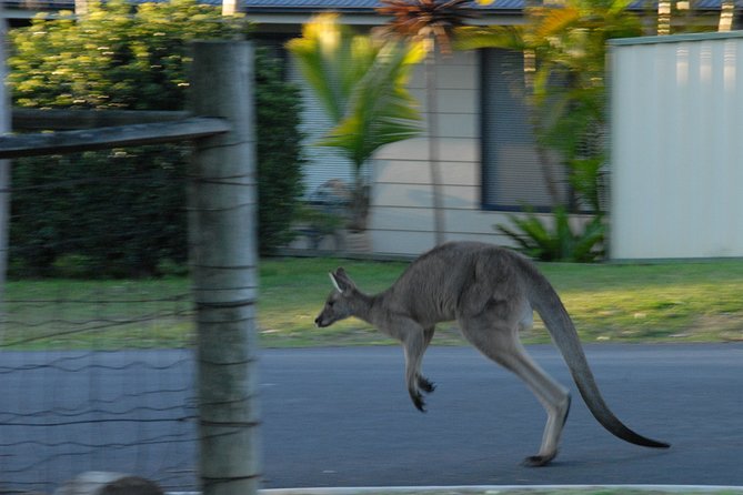 Urban Kangaroos - Urban Kangaroo Habitat