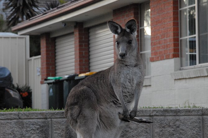 Urban Kangaroos - Urban Kangaroo Adaptations