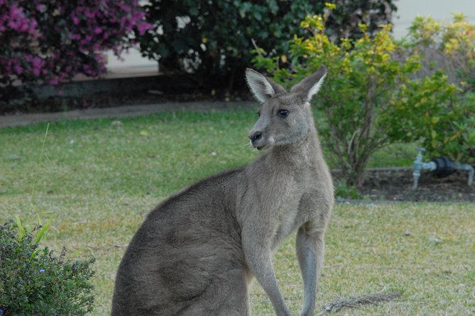 Urban Kangaroos - Conservation Efforts for Urban Kangaroos
