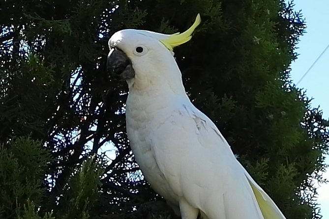 Urban Kangaroos - Future of Urban Kangaroos