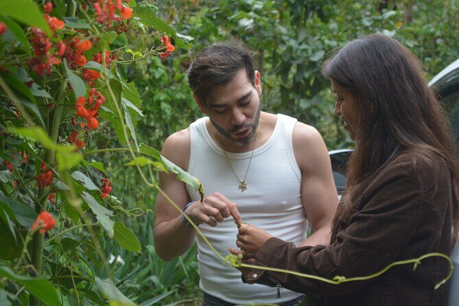Urban Orchard in Desierto de los Leones in Mexico City - Exploring the Urban Orchard in Desierto de los Leones, Mexico City