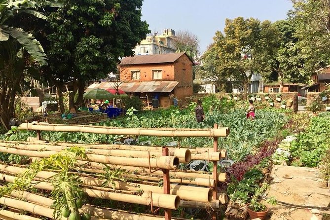 Urban Organic Farm Tour With Authentic Nepali Lunch in Pokhara Nepal - Good To Know