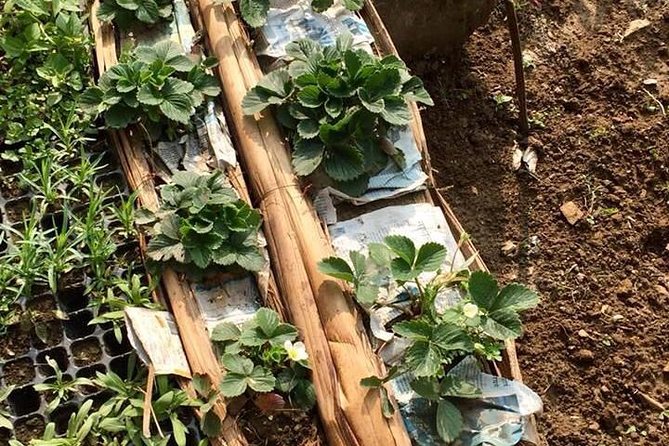 Urban Organic Farm Tour With Authentic Nepali Lunch in Pokhara Nepal - Common Questions