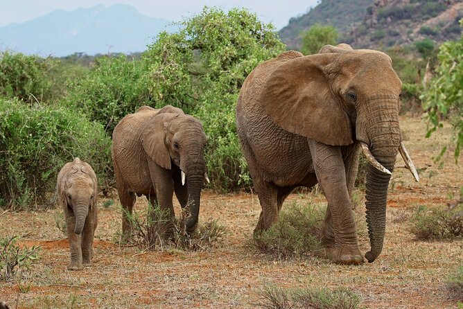 Urban Safari & Wildlife Wonders: Nairobi Day Adventure - Nairobi National Park Experience