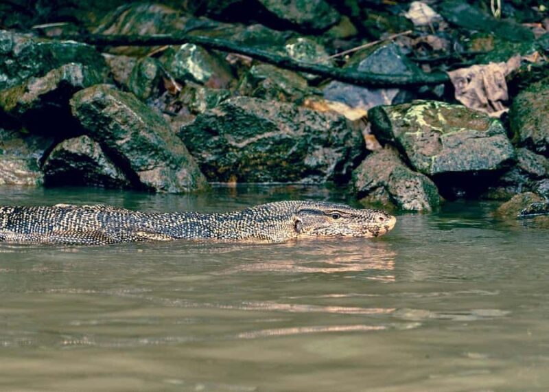 Urban Wildlife & Everyday Life Along Bangkoks Waterways - Good To Know