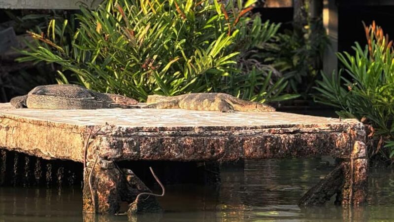 Urban Wildlife & Everyday Life Along Bangkoks Waterways - Final Thoughts