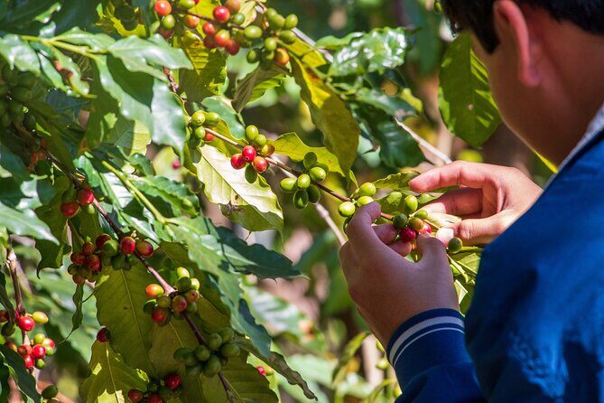 Uruapan Tour and Avocado Garden with Breakfast - FAQ