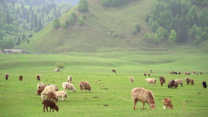 Urumqi: 8-Day Private Tour to Sayram Lake and Yining - In-Depth Review of the 8-Day Itinerary