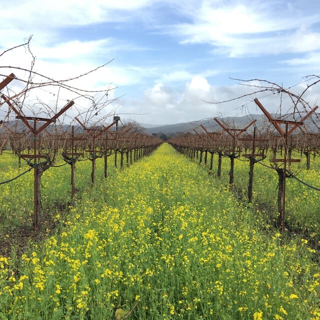 USA/California/Napa: Private Wine Tour for up to 6 guests - An In-Depth Look at the Napa & Sonoma Private Wine Tour