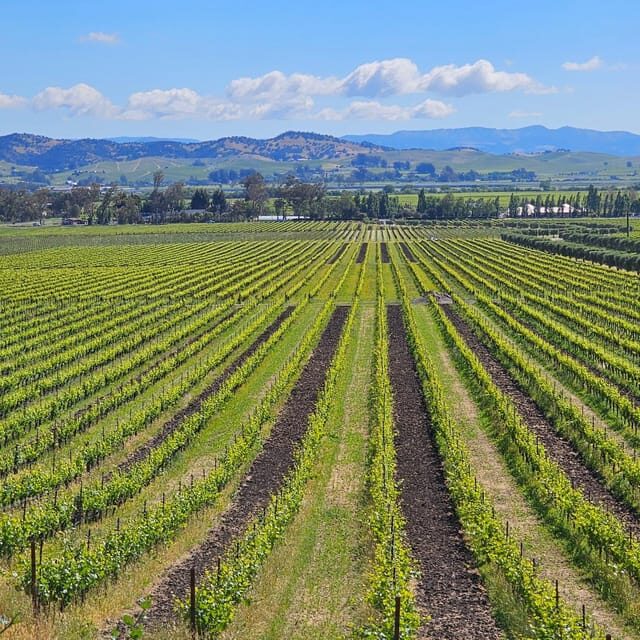 USA/California/Napa: Private Wine Tour for up to 6 guests - The Sum Up