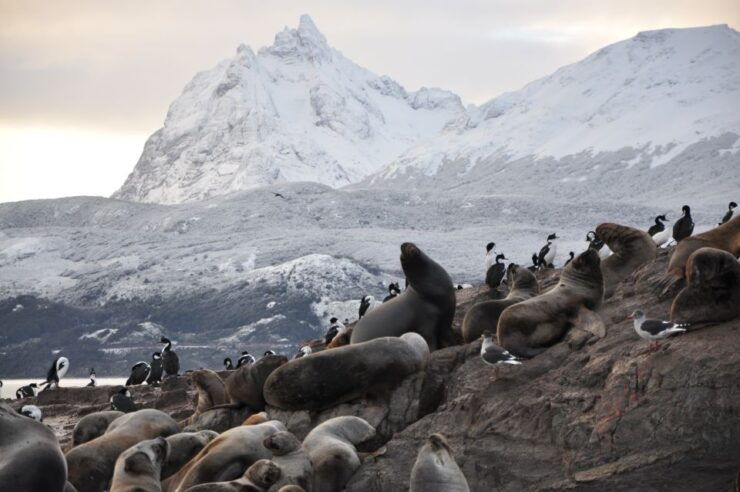 Ushuaia: Beagle Channel & Sea Wolves Island Catamaran Cruise - Experience Highlights